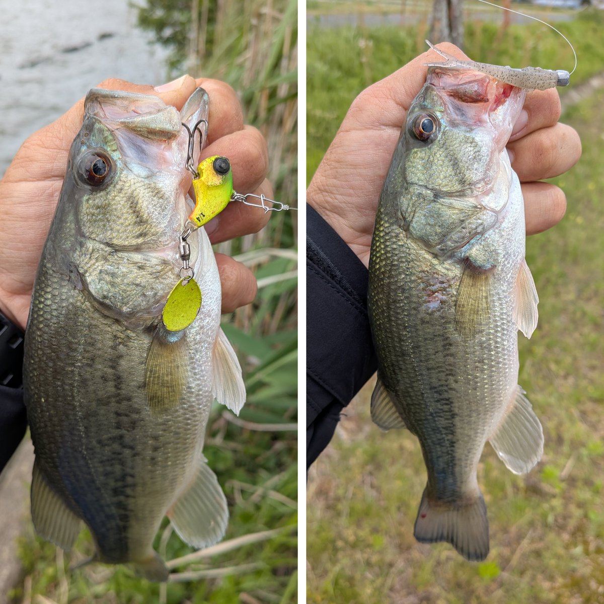 jackallhideyuki's tweet photo. 昨日の釣果🎣
支流と与田浦にてソウルシャッド58SSR、デラクー、フィッシュローラーマイクロのジグヘッドで
キャッチ👍
今度は、巻き物で良いサイズが来てくれた😁
#JACKALL #ソウルシャッド 
#デラクー #RAIDJAPAN 
#フィッシュローラーマイクロ 
#霞水系 https://t.co/8lcG4rbvWM