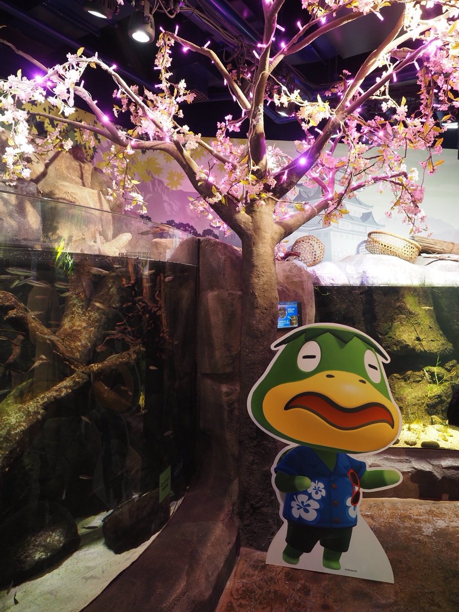 islander_elm's tweet photo. 名古屋シーライフ水族館に行ってきました。どうぶつの森コラボは月曜日までなのでお早めに。 https://t.co/shj27ZP3nk