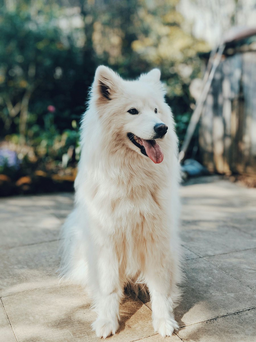 Dogs tweet media