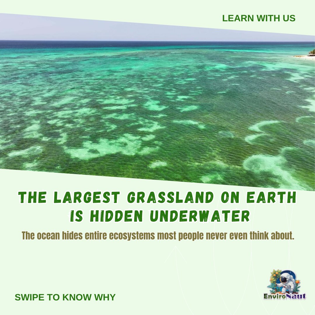 coralsanimation's tweet photo. 1/4

When people hear “grassland,” they imagine places on land.

The Serengeti.
Prairies.
Maybe Banni in Kutch.
But Earth’s largest grasslands are actually underwater.
Beneath shallow coastal seas, massive meadows of seagrass stretch across the ocean floor — supporting marine life, protecting coastlines, and storing huge amounts of carbon.

Most people never even hear about them.