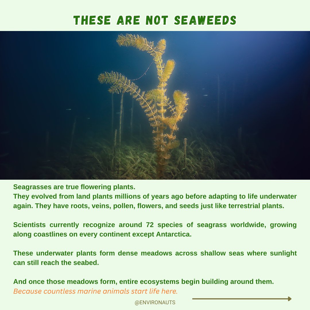 coralsanimation's tweet photo. 1/4

When people hear “grassland,” they imagine places on land.

The Serengeti.
Prairies.
Maybe Banni in Kutch.
But Earth’s largest grasslands are actually underwater.
Beneath shallow coastal seas, massive meadows of seagrass stretch across the ocean floor — supporting marine life, protecting coastlines, and storing huge amounts of carbon.

Most people never even hear about them.