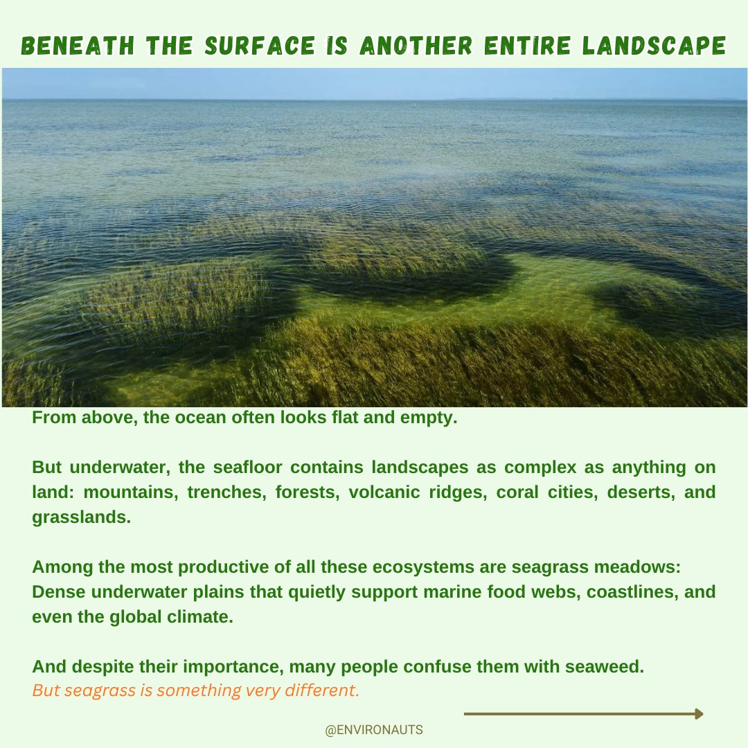 coralsanimation's tweet photo. 1/4

When people hear “grassland,” they imagine places on land.

The Serengeti.
Prairies.
Maybe Banni in Kutch.
But Earth’s largest grasslands are actually underwater.
Beneath shallow coastal seas, massive meadows of seagrass stretch across the ocean floor — supporting marine life, protecting coastlines, and storing huge amounts of carbon.

Most people never even hear about them.