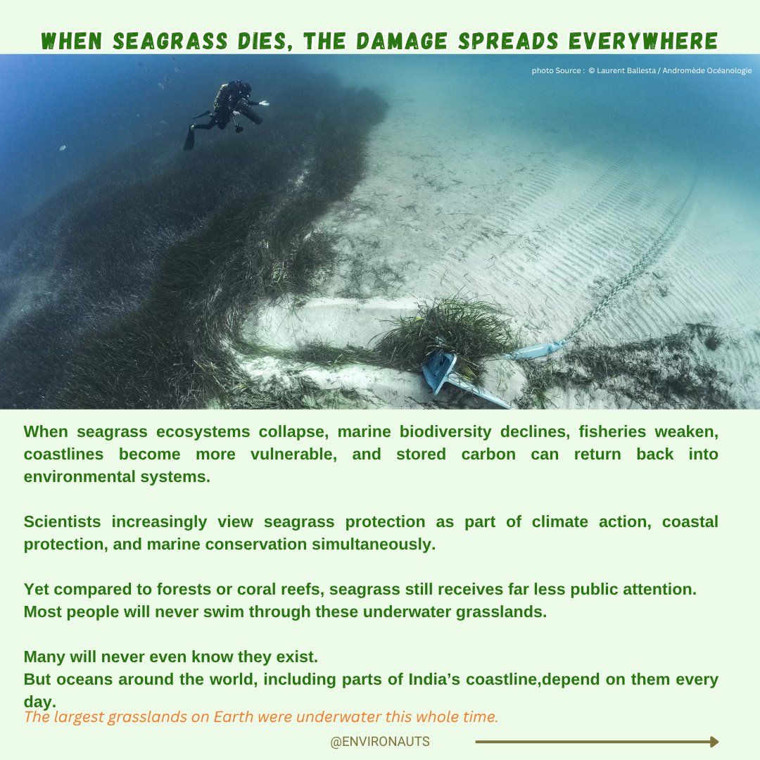 coralsanimation's tweet photo. 3/4

What surprised me while researching this topic was realizing that India also has underwater grasslands.

Some of the most important seagrass ecosystems in India exist in:
• Gulf of Mannar
• Palk Bay
• Andaman & Nicobar Islands
• Lakshadweep
• parts of Gujarat near the Gulf of Kutch
That part honestly felt personal to me.
Kutch is usually associated with deserts, salt flats, mangroves, and flamingos.
But hidden underwater grasslands also exist near the same coastline.