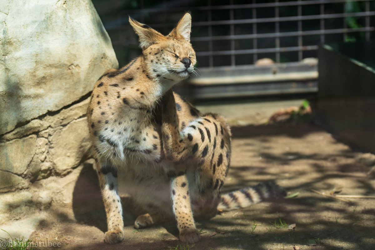🦉ほっつん🐆 tweet media