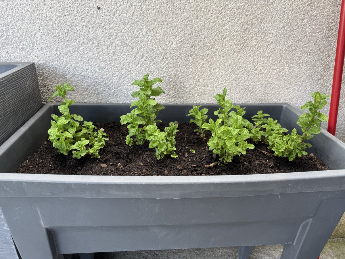 Cunesem_'s tweet photo. @onnawii Quand tu passes plus de temps à prendre des photos de tes plantes qui poussent 😂 https://t.co/MDQKby3bff