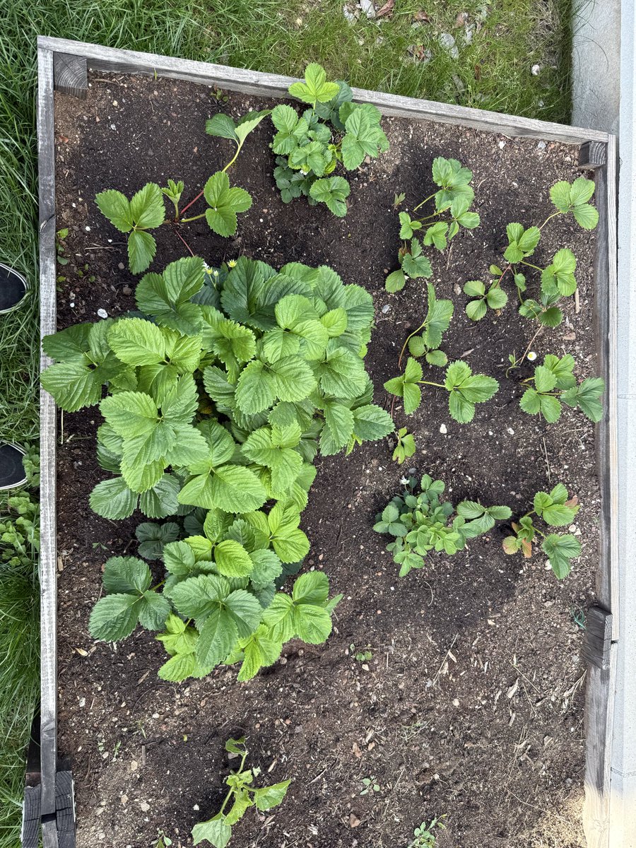 Cunesem_'s tweet photo. @onnawii Quand tu passes plus de temps à prendre des photos de tes plantes qui poussent 😂 https://t.co/MDQKby3bff