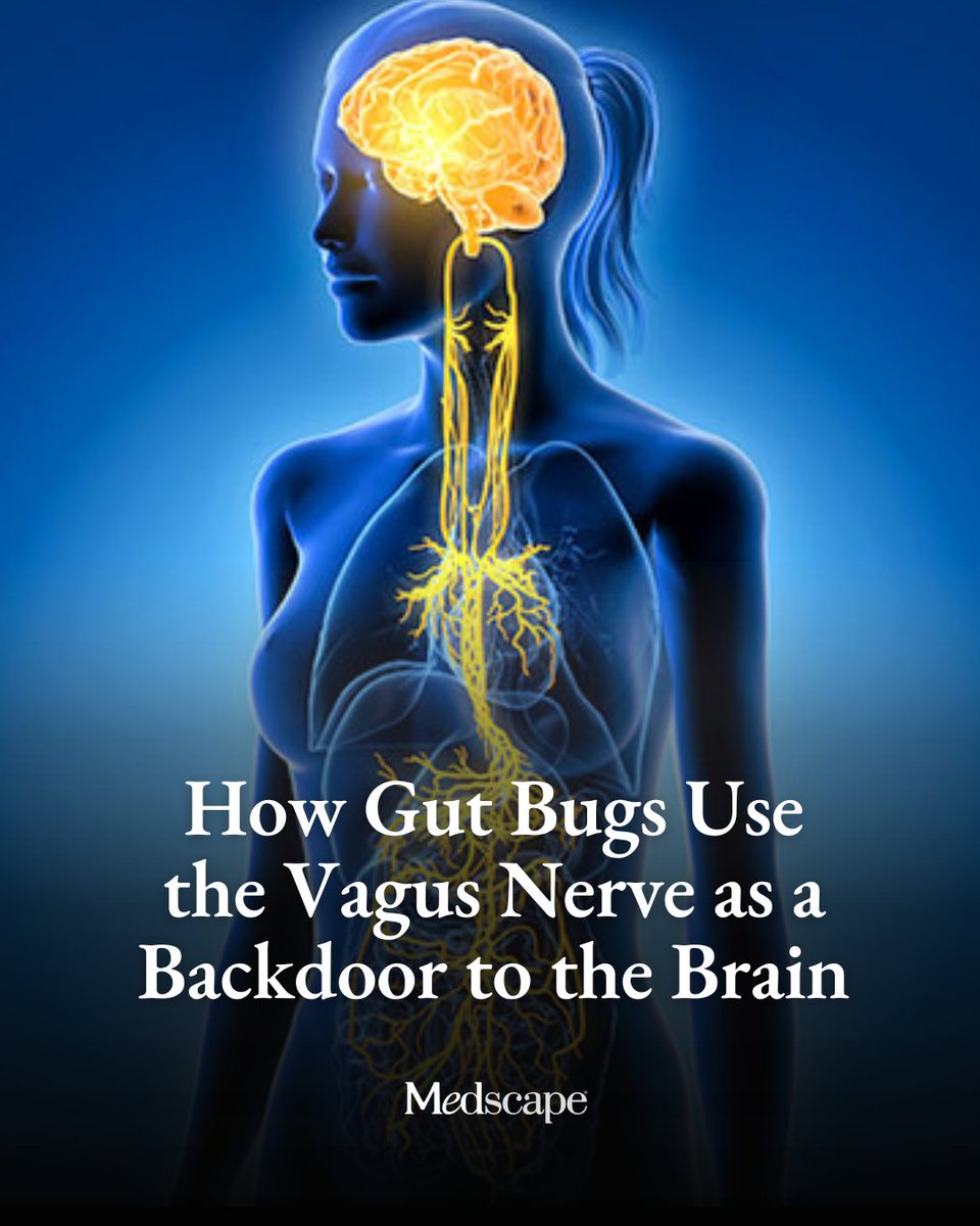 Medscape's tweet photo. Deep inside the gut, a high-fat diet might be doing more than just driving metabolic shifts — it could be opening a literal gateway to the brain. While researchers have long understood that there’s cross talk between the gut and the brain — even labeling it the gut-brain axis — the paths connecting the two are still being mapped out.

One striking new theory comes from research in mice suggesting that when the intestinal barrier fails, live bacteria can escape the gut and “hitchhike” along the vagus nerve, the massive neural highway connecting the digestive system to the cranium. The study, published in PLOS Biology, adds to a mounting pile of evidence that gut dysfunction could be a hidden driver of conditions such as Alzheimer’s disease, Parkinson’s disease, and autism spectrum disorder. https://t.co/9eXo8hoIPf