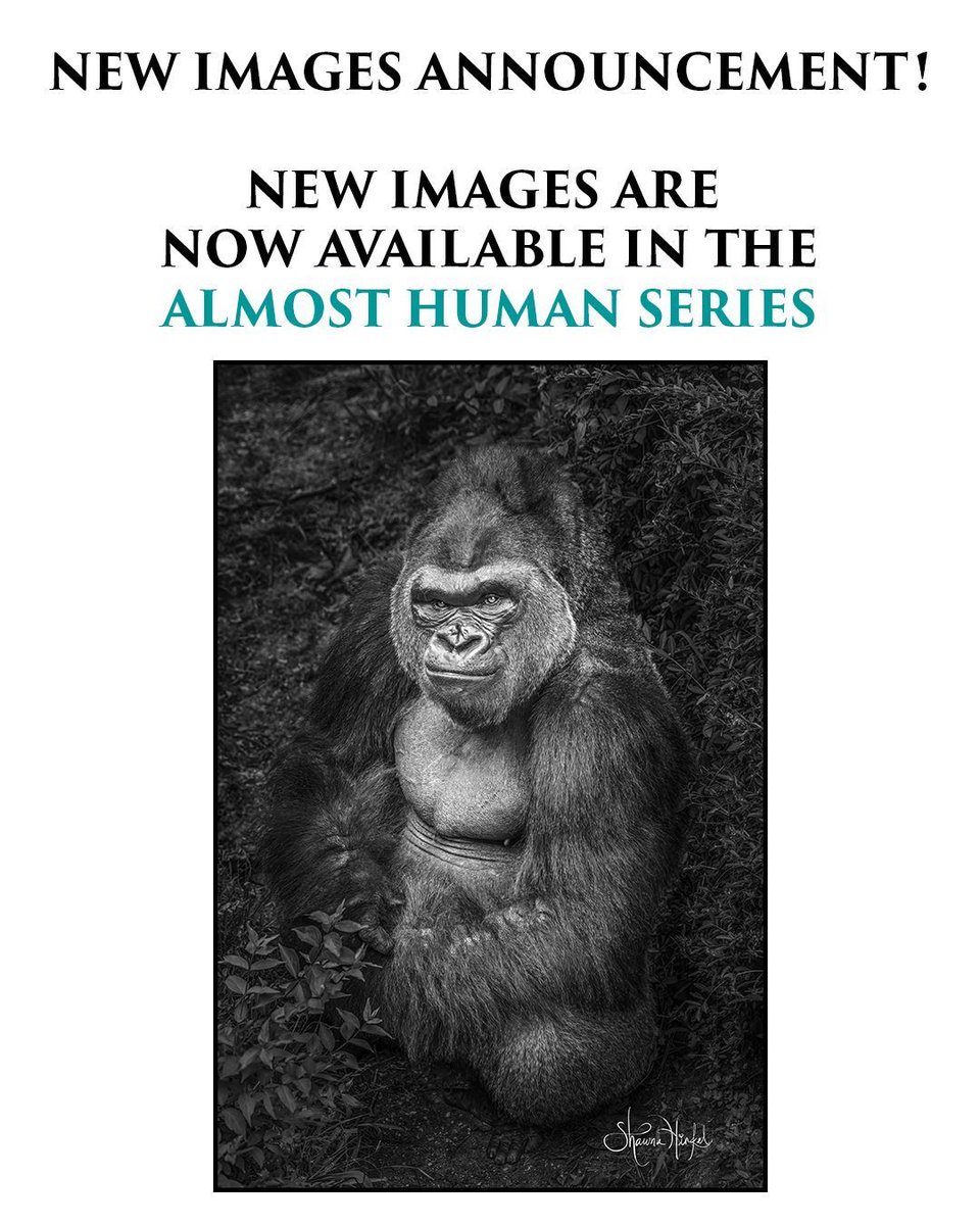 Live_To_Wander's tweet photo. NEW IMAGES! New images are now available in the ALMOST HUMAN SERIES! See it here: https://t.co/0utXbKZH3E

#LiveToWander #FineArtPhotography #wanderlust #travelphotography #wildlifephotography #Wildlifeart #wildlifeconservation #adventurephotography #photographyislife #gorilla https://t.co/HJ2n1DGBhQ