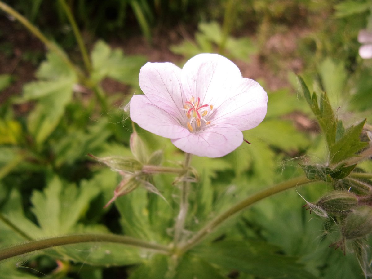 Geranium " Joy" ..and it is ..