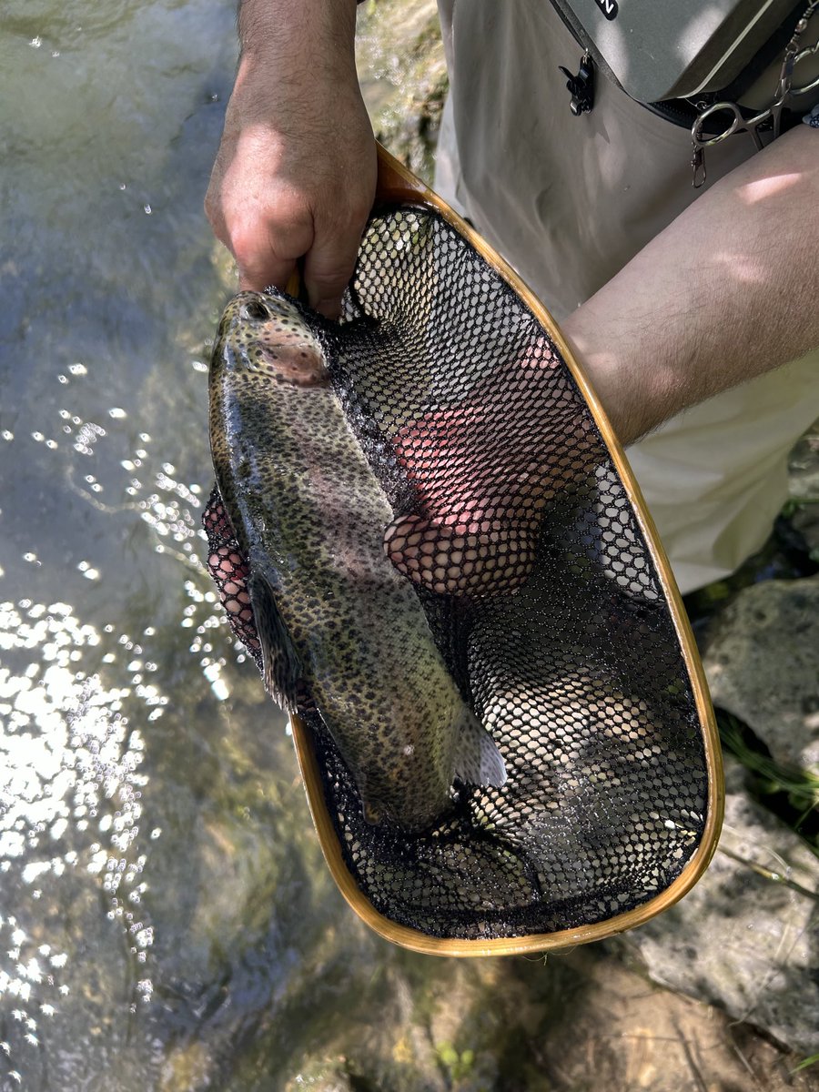 Milkman's tweet photo. Trout happening. Spring rules. https://t.co/bPVmPmDTbw