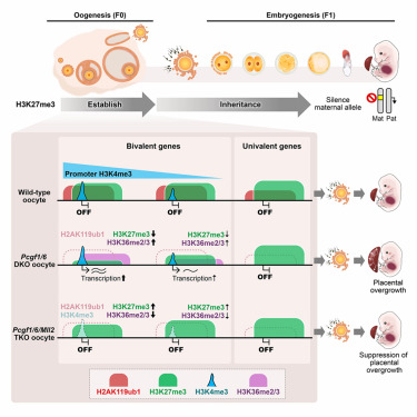 Molecular Cell tweet media