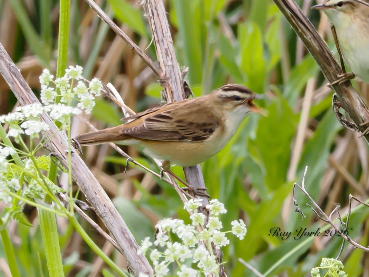 tractortwitchrr's tweet photo. Lots of warblers singing and showing well at @RSPBLakenheath today including Chiffchaffs, Sedge Warblers and Willow Warblers. https://t.co/I01RgD03LO