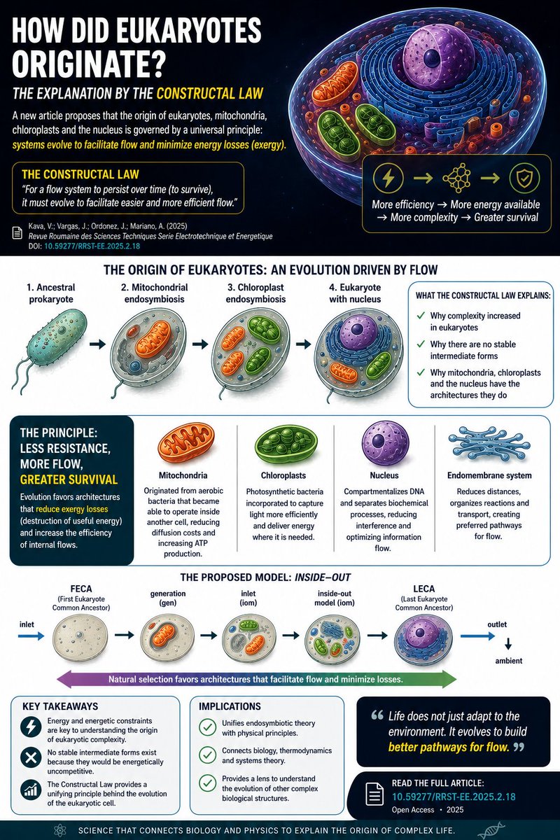 andrebmariano's tweet photo. 🚨 What if the greatest mystery in biology was solved by a physics law?

A new paper explains the endosymbiotic origin of eukaryotes (and mitochondria) using the Constructal Law.

Mind-blowing interdisciplinary science from UFPR!
Proud to be a co-author 🇧🇷

#Evolution https://t.co/aeat5V57jW