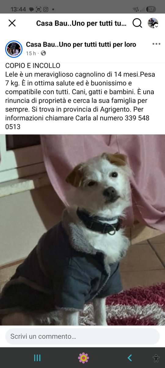 CARATTERE D'ORO EPPURE ANCHE
LUI È RIFIUTATO DALLA SUA FAMIGLIA
CERCHIAMO DI AIUTARLO FORZA CON TANTI RPRPRP MAGARI SALVIAMO UN DOLCE CANE DAL BOX
🙏🙏🙏😭🐾🍀🌺😟💔💔💔🐞