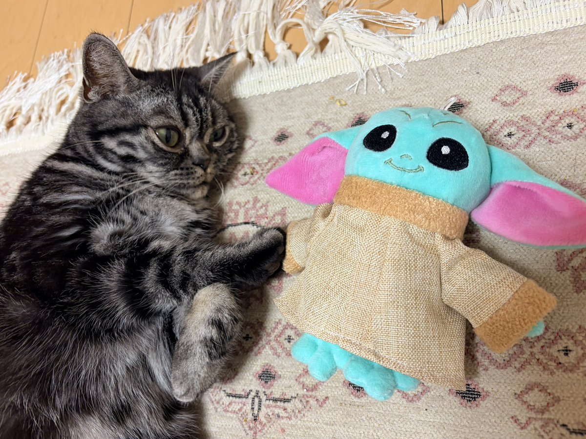 Raye0408's tweet photo. 赤ちゃんフェイスで、小柄なのでずっとベイビーヨーダに似てると言われていたRayeちゃん様。お顔が小さいからおめめとお耳が大きいのよね。かわいいね。
映画館で見かけてついついぬいを確保しましたわ。これは映画も見なきゃいけないね🥹
⁡
#ねこ #猫好きさんと繋がりたい  #grogu https://t.co/h19XS0INeJ