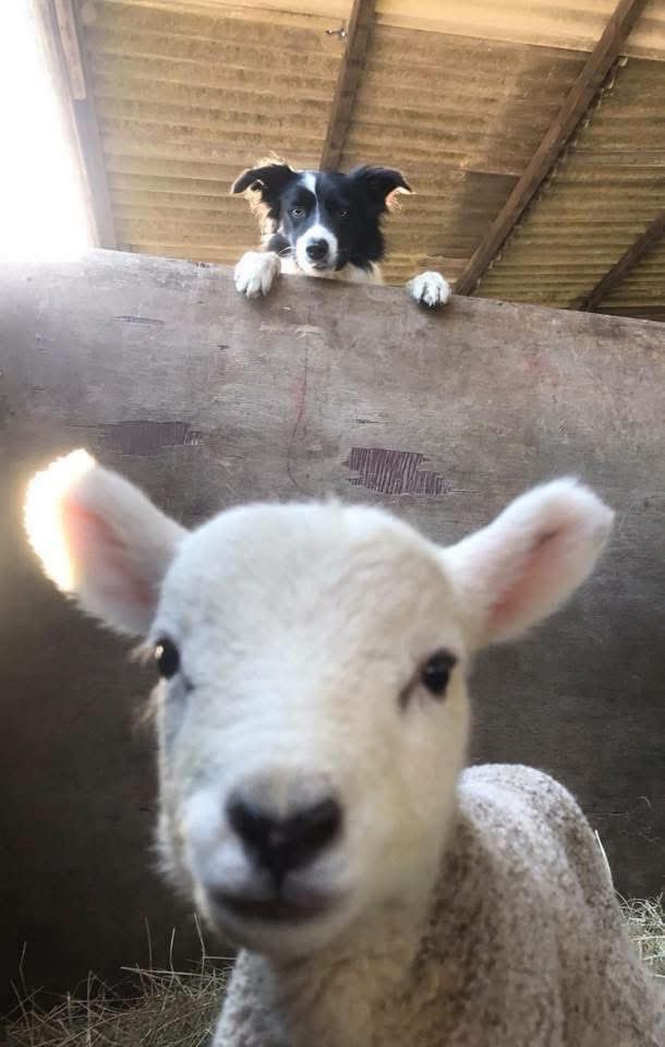 FarmingUK tweet media