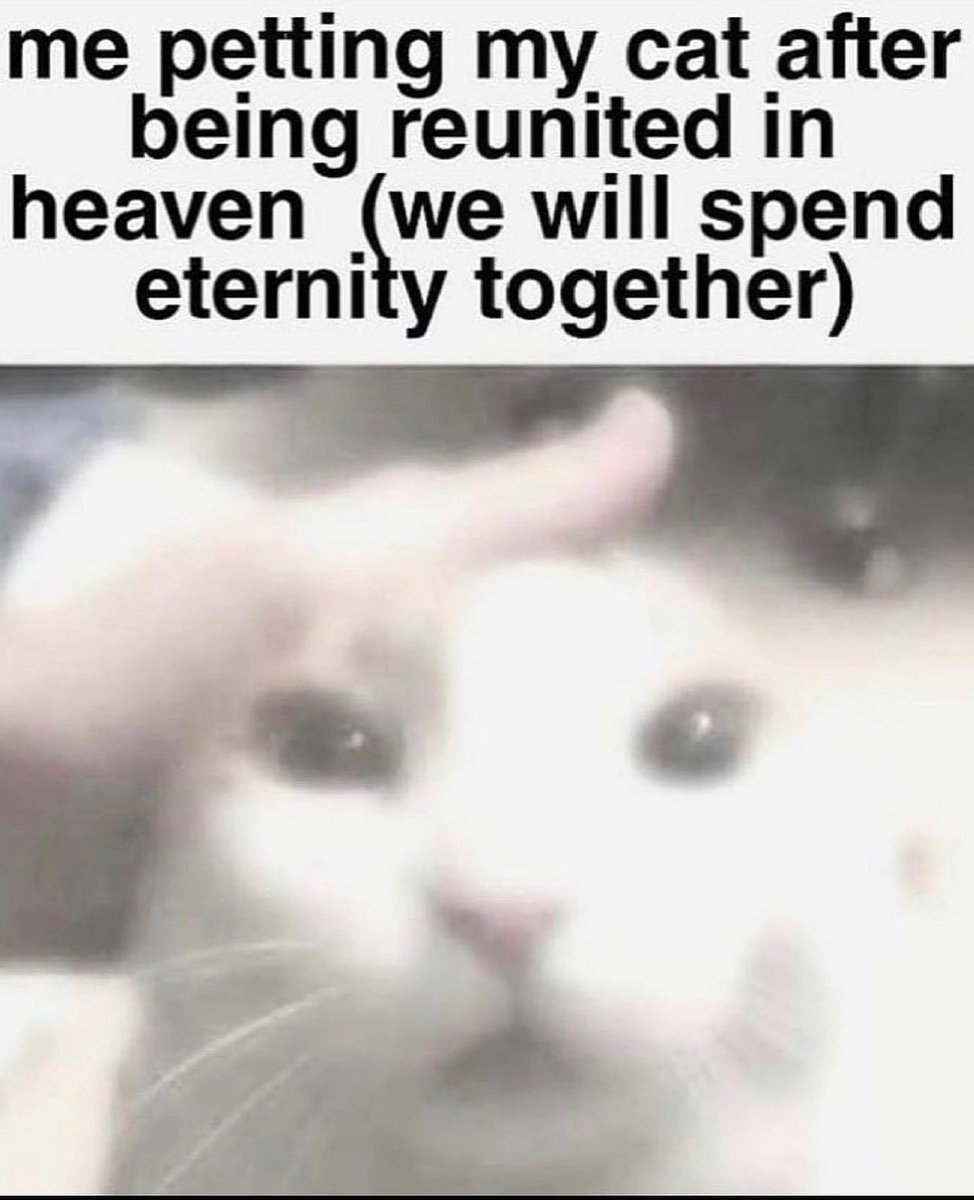 Punch Cat tweet media