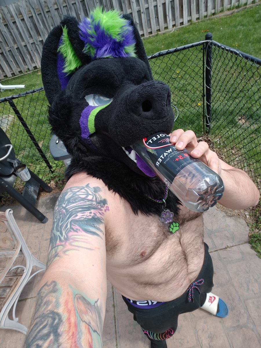 Shadow the WolfDog tweet media