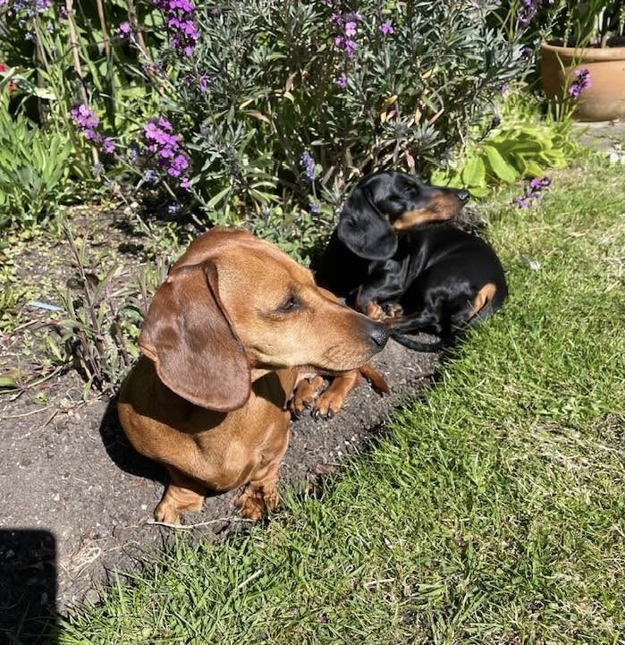 millypod1's tweet photo. INDIANA HOME SAFE. THANKS FOR RT's😊🐕🐾
🆘30 APR 2026 #Lost Indiana #ScanMe
Red Dachshund: Miniature Female
Nervous Dog (do not chase)
Pitt Road, Burgh St. Peter #Beccles #NR34 #Norfolk https://t.co/CMRWzZmsjg https://t.co/PabTUY4U9a