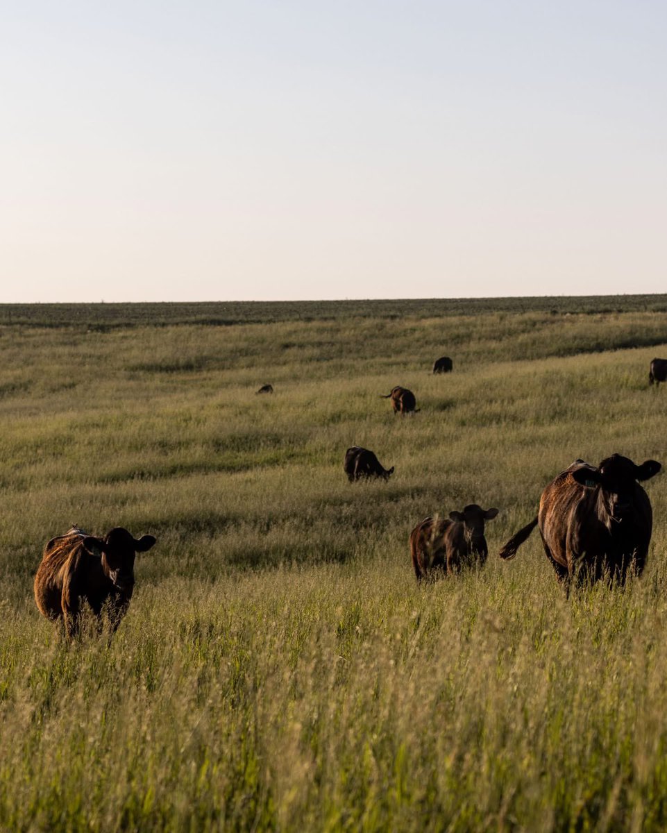 ConnectEquip's tweet photo. As you transition from winter feed to fresh pasture, nutrition and hydration go hand in hand. And as temperatures rise, water intake will climb right along with it. 

Trust Ritchie automatic waters that will provide fresh clean water to your livestock. ✅ https://t.co/wdasEure6S