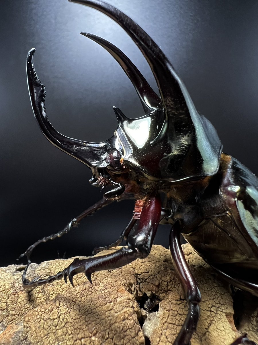 beetle_z's tweet photo. Chalcosoma atlas keyboh 
South of Thailand https://t.co/DOw6fFIT8O