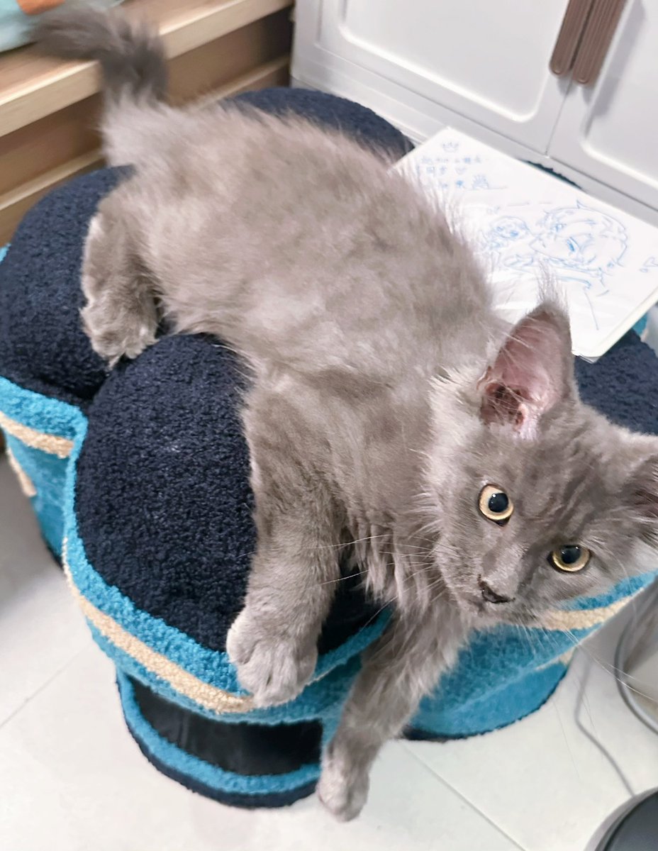 togepie_'s tweet photo. 金魚骨さん、お誕生日の子猫ちゃんのために手作りで創造物猫ハウス作ってて……😭
毎日幸せな光景が増えていく……🥹
※ブルーの子も来年のお誕生日プレゼント待っ���るらしいです（×） https://t.co/dMtSXOaNX4
