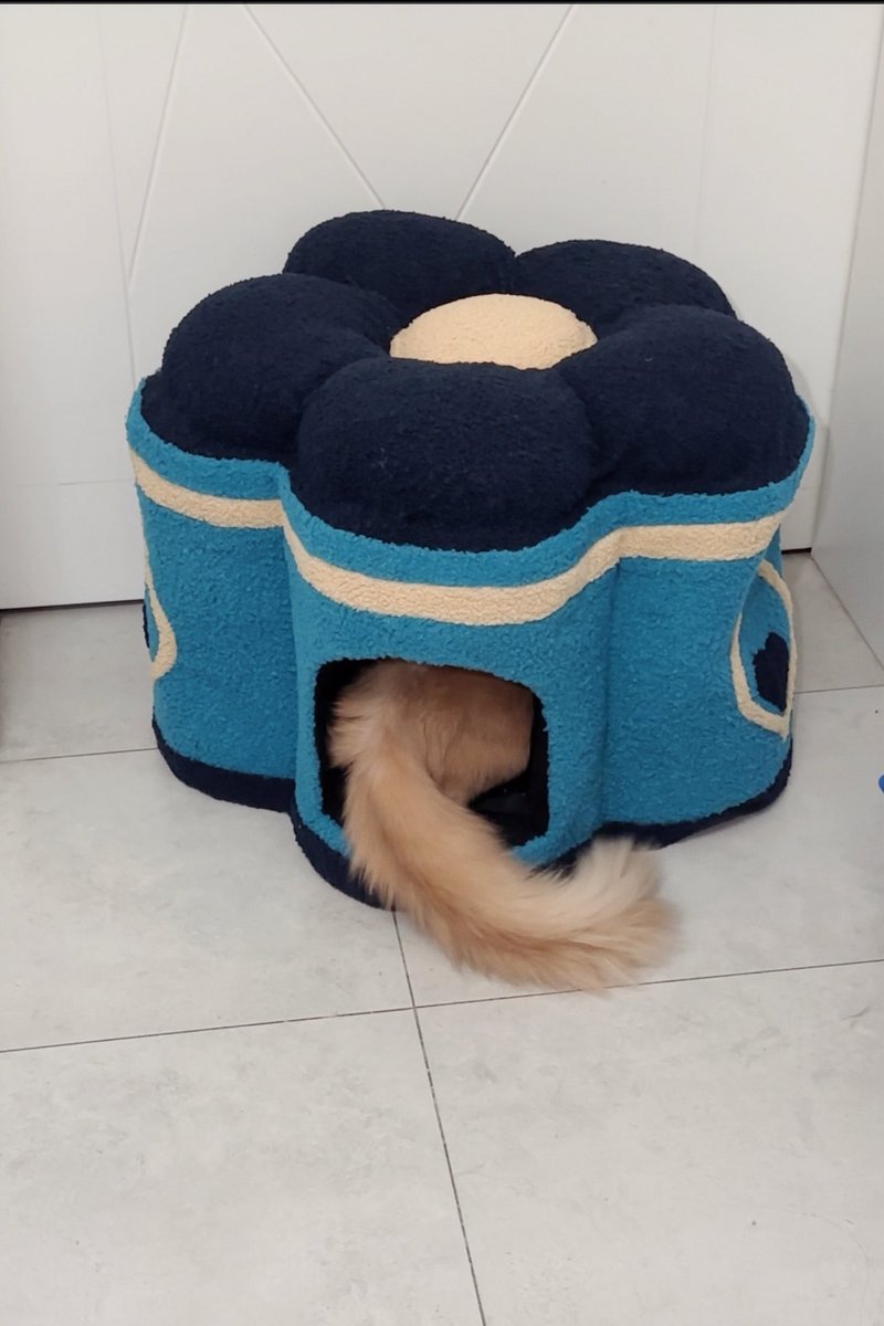 togepie_'s tweet photo. 金魚骨さん、お誕生日の子猫ちゃんのために手作りで創造物猫ハウス作ってて……😭
毎日幸せな光景が増えていく……🥹
※ブルーの子も来年のお誕生日プレゼント待っ���るらしいです（×） https://t.co/dMtSXOaNX4