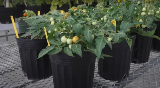 Agricultural Research Service tweet media