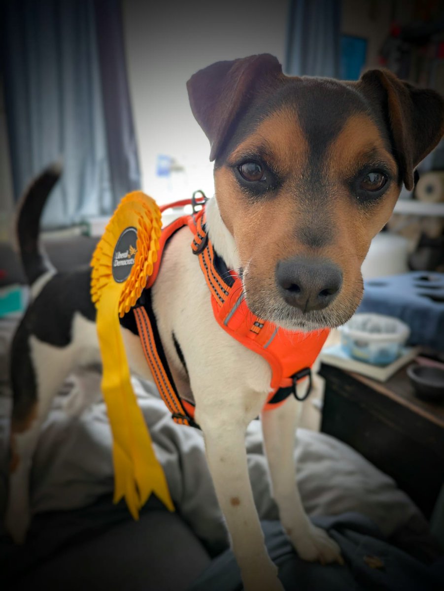 chris4merton's tweet photo. The Lib Dog is ready for #pollingdogs #dogsatpollingstations #votingdogs https://t.co/cY2o1vfw6i