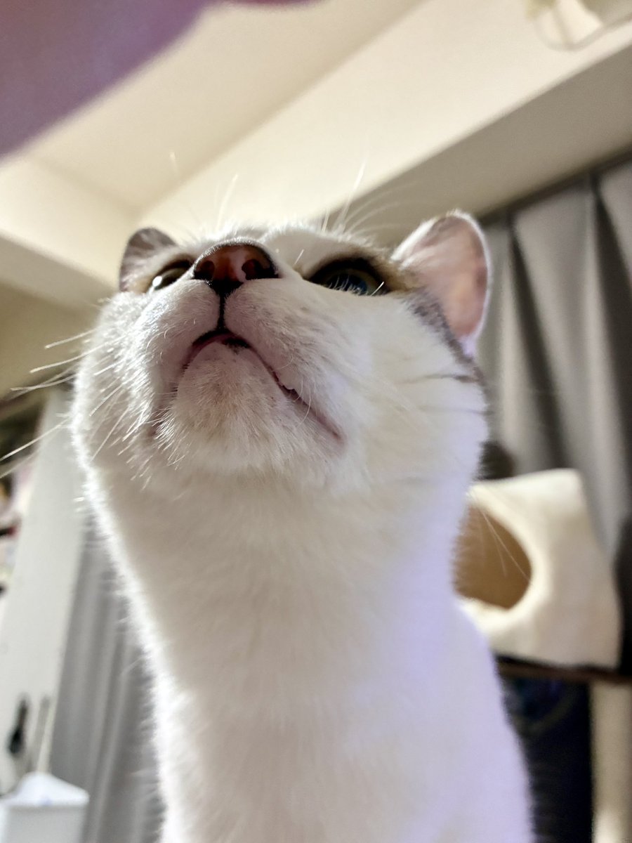 Sasuke_1015's tweet photo. お菓子が気になる佐助
#猫のいる暮らし https://t.co/VRBiYoOb6m