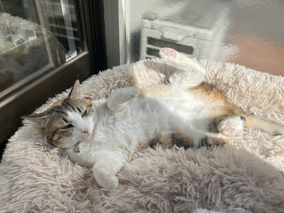 <a href="/sheffieldlina/">Lina</a> うちの猫は「ミミチャン・ツルフカヤ」というあだ名です。猫の名前は「ミミ」です。

「ミミチャン・ツルフカヤ」というのは「手触りがつるつるで、身体がふかふかした可愛いミミ」という意味のようなものです。

国が違っても猫への愛情は同じだとわかって感動しています❤️