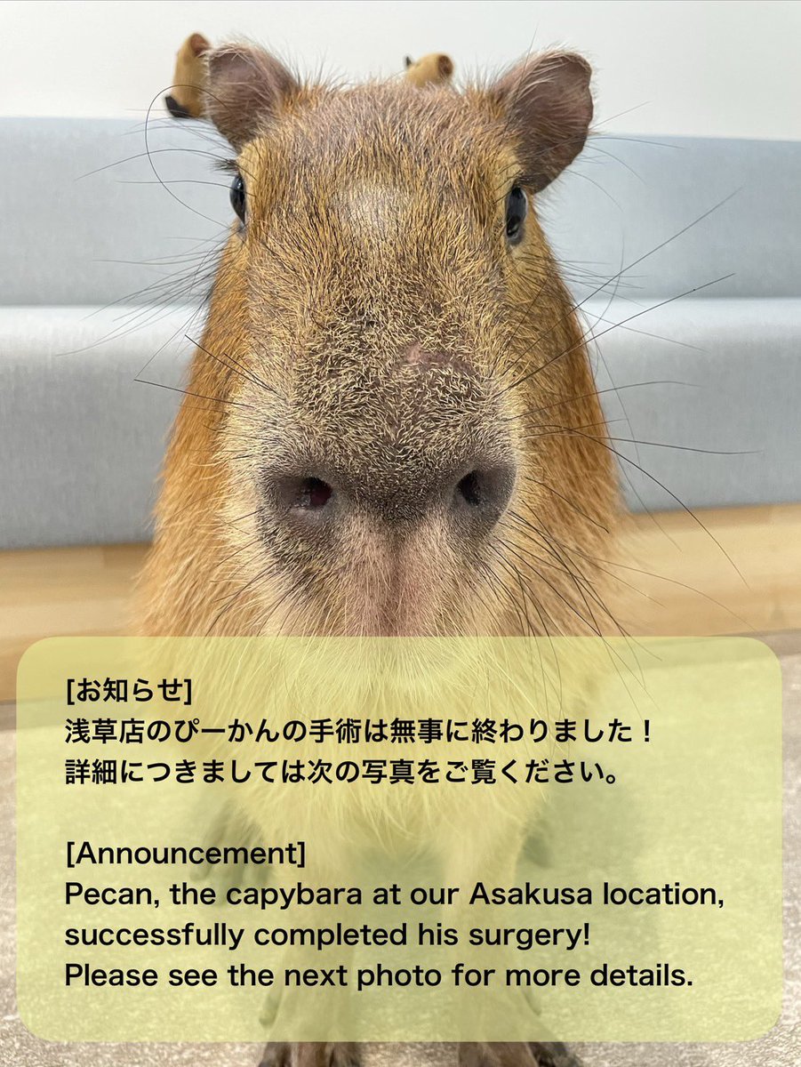 お知らせ] 浅草店のぴーかんの手術は無事に終わりました！ 詳細