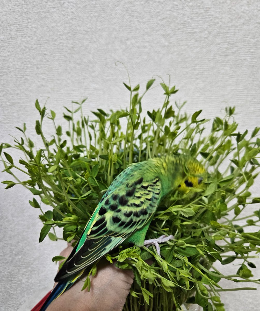 ママ造 tweet media