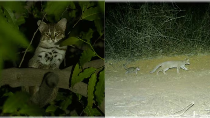 World's tiniest #wildcat caught breeding near #Delhi for the first time ...