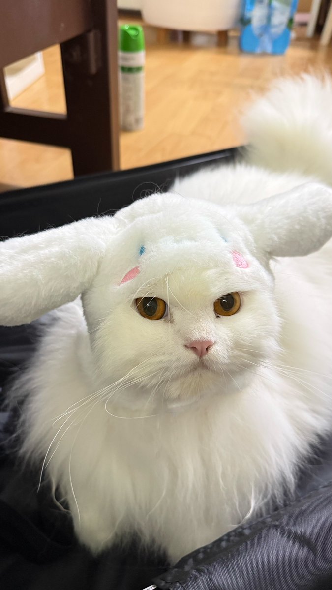 นีนี่ฮุนฮุนเป็นน้องพี่หมี🐻🐱 tweet media