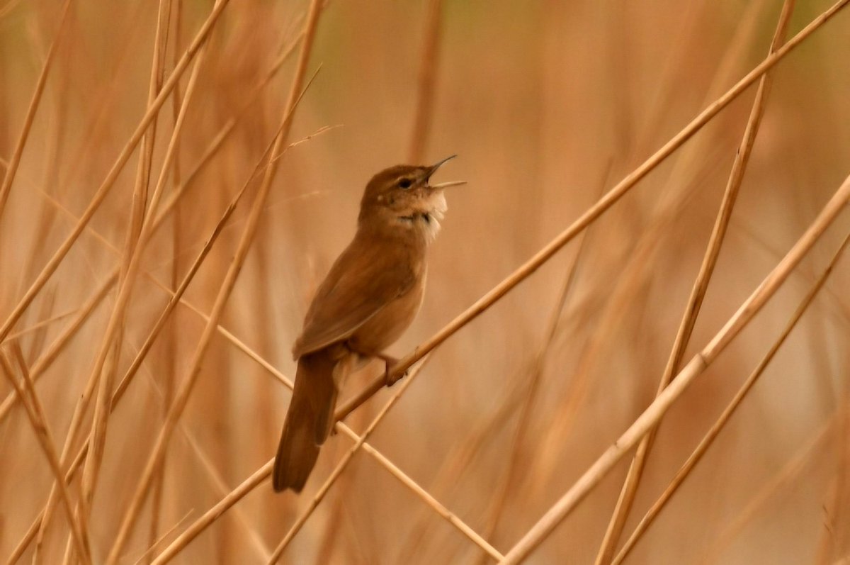 maryvanderes's tweet photo. #BirdsSeenIn2026

#Snor 
#Locustella_luscinioides
Savi's Warbler in the #Netherlands.

@Britnatureguide https://t.co/X0TfVuosup