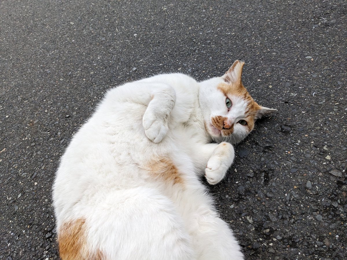 猫好き柔道整復師 tweet media