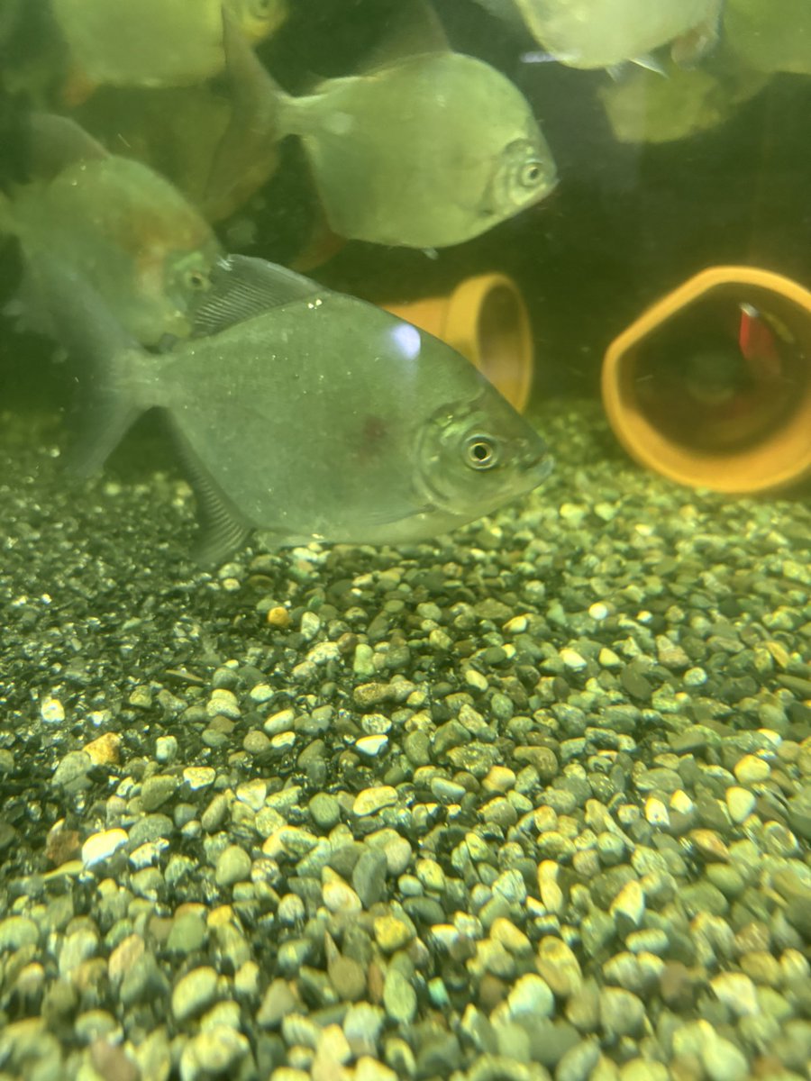 RadsYoshi's tweet photo. トメテス ニューレバイリ
トメテス クランポーハ
#パクー #pacu https://t.co/Gpc7vflGK1