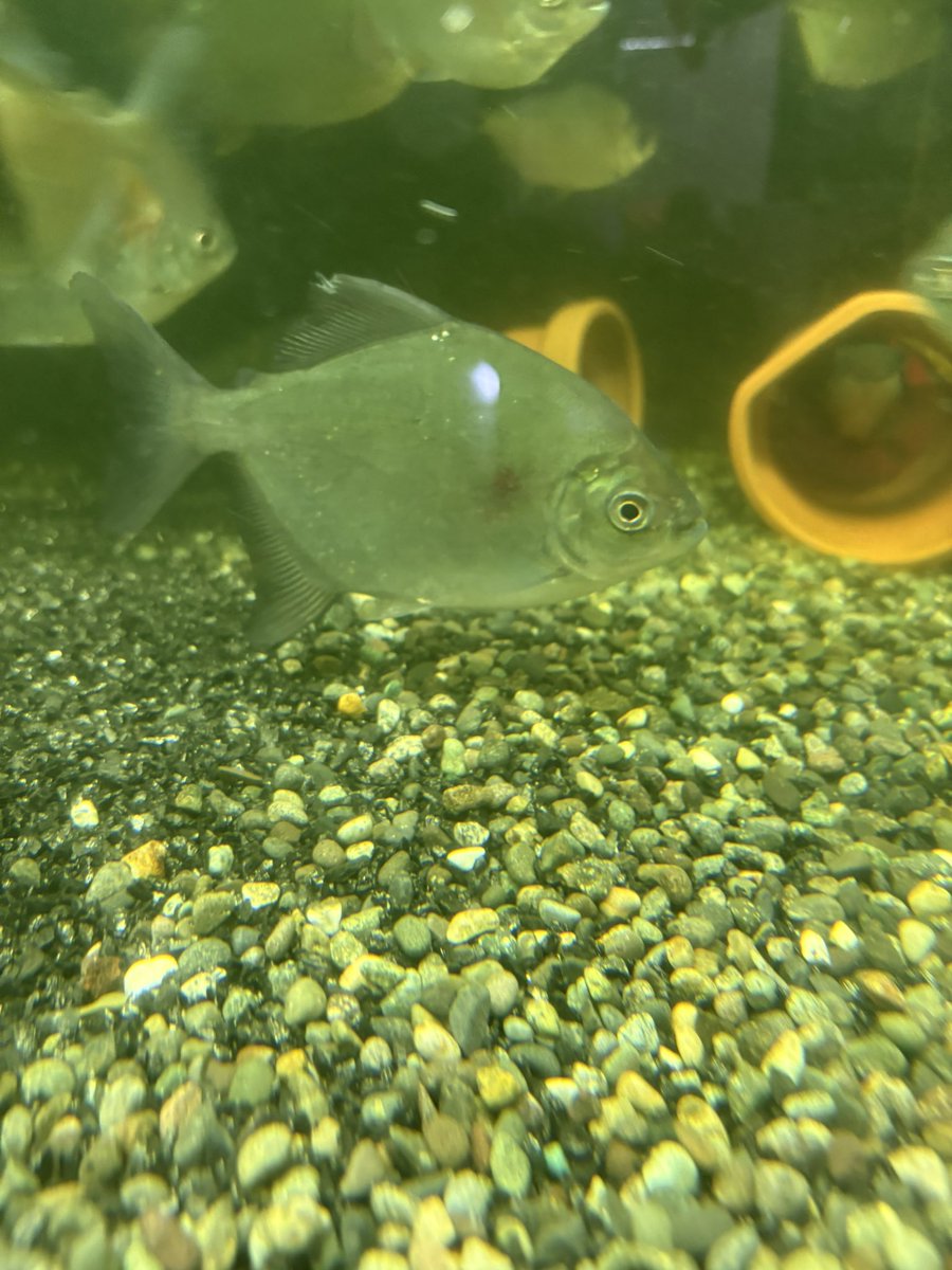 RadsYoshi's tweet photo. トメテス ニューレバイリ
トメテス クランポーハ
#パクー #pacu https://t.co/Gpc7vflGK1