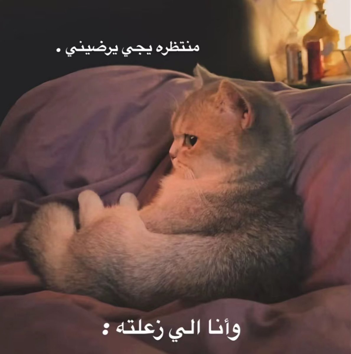 مُستثنى tweet media