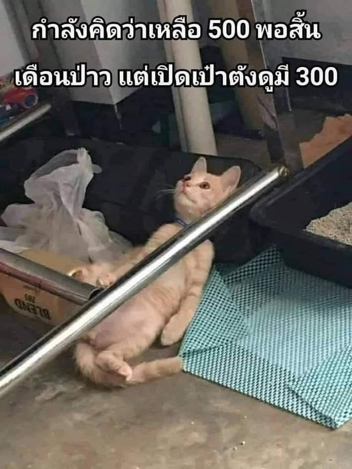 แมวเล้า 😸 tweet media