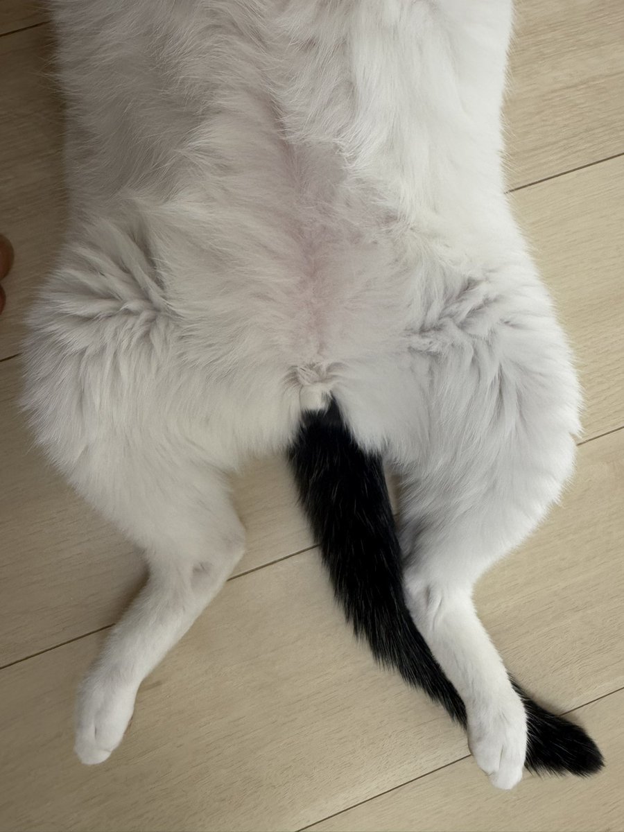 SHAKA🐈 (@avashaka) / Posts / X