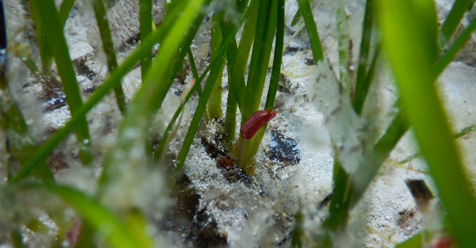 LifeIntemares's tweet photo. 🌱🌊Cymodocea nodosa es una planta marina con aspecto similar al césped en la que invertebrados y peces encuentran refugio y alimento.

Esta imagen de su flor masculina, pequeña y difícil de ver, indica que la pradera está sana y en reproducción.

📷@obsdelmar https://t.co/Id4NJHMhIC