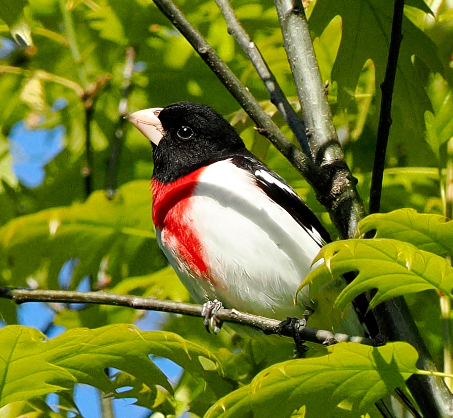 Above96th's tweet photo. This Rose-breasted Grosbeak looked quite contemplative to me--probably just thinking about where it's next snack was coming from. Or maybe that female Grosbeak nearby. ❤️🤍🖤 #Grosbeak #CentralPark #birdcpp https://t.co/LJ3zeHnaLp
