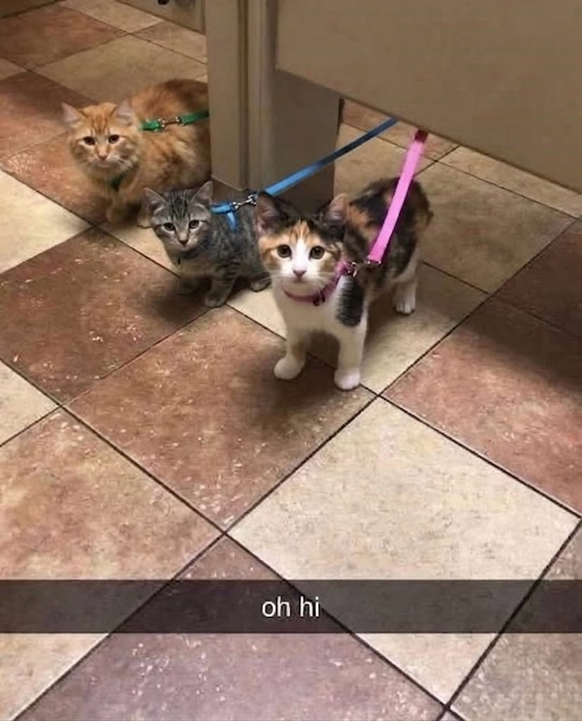 NoCatsNoLife_m's tweet photo. https://t.co/hwsR3rQONV