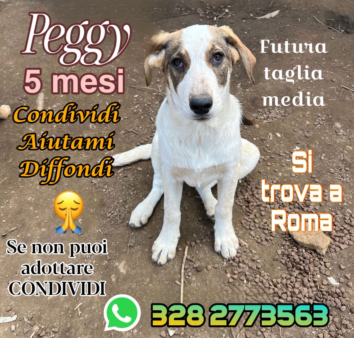 Fiorella Arcodia 🌿𝐠𝐨𝐯𝐞𝐠𝐚𝐧 🐑💚💙☮️ tweet media