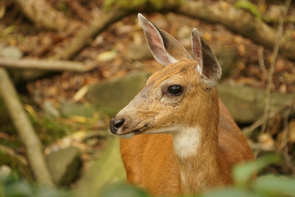 CIDRAP_CWD's tweet photo. For the latest chronic wasting disease detections, news, and research findings, sign up for CIDRAP's free monthly #CWD newsletter at https://t.co/m93WLVZXpx   

Photo: Tjflex2 / Flickr cc https://t.co/TwYDoSGQPq