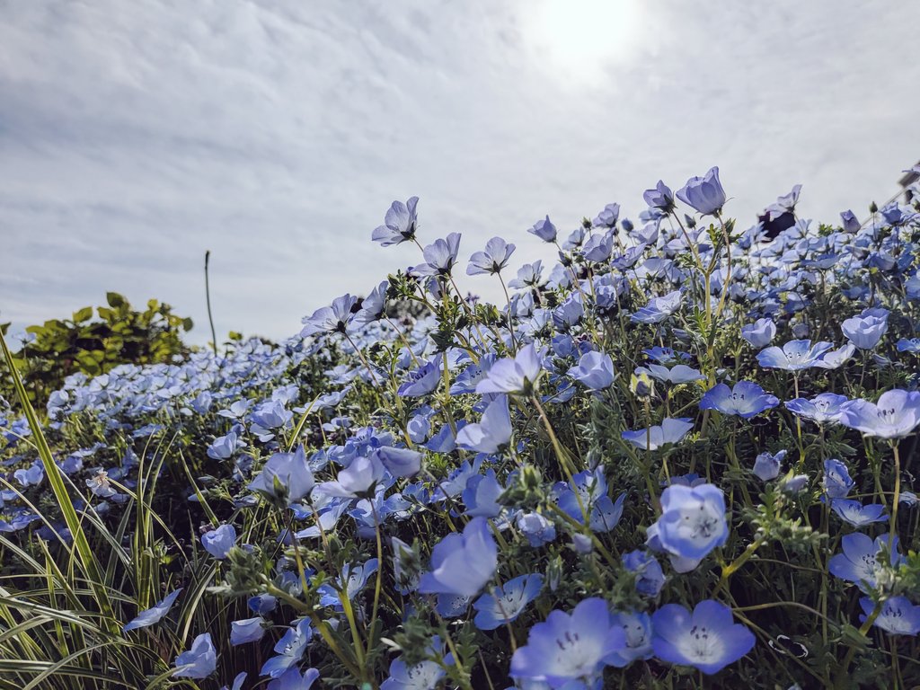 練馬偵察の偵察 tweet media
