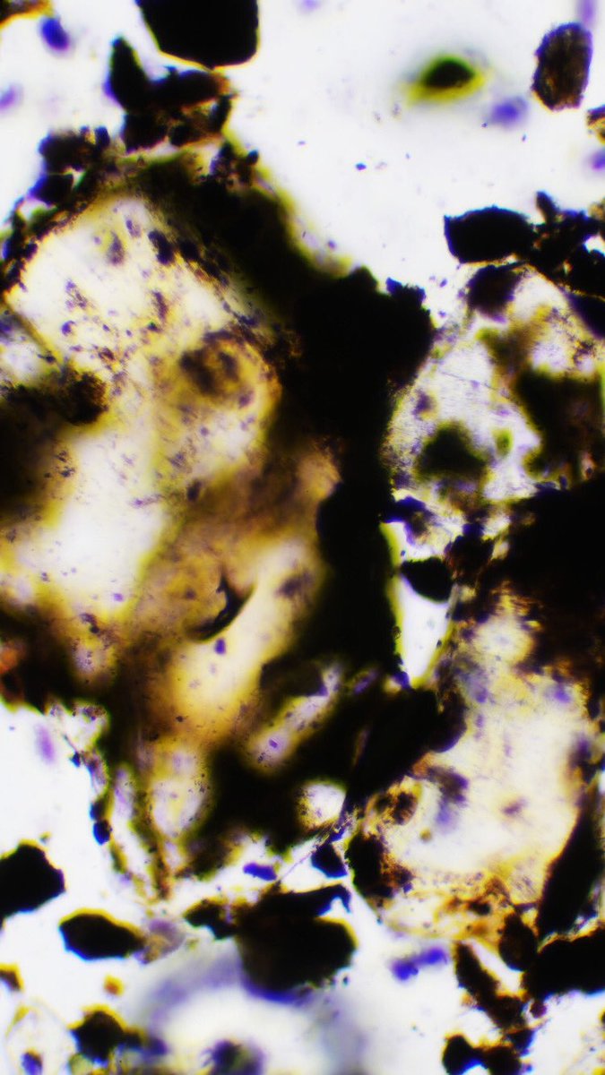 FDG___'s tweet photo. Presenting my microscopy prints tonight at the Art Matters vernissage https://t.co/sW8JCVfw84