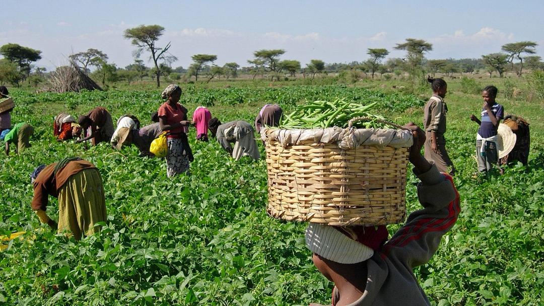 thegloryadeniyi's tweet photo. There's Basically four Major things every Farmer should Know 
1. Knw your Soil 
2. Know how to protect your Soil 
3. Dedicate time for Data Management and Upscale your https://t.co/k0pav2Kmmx skills 
4. Be Financial Literate and Know Risk Management  #Africa #Farmers #Agriculture https://t.co/zJlnfxhMoe